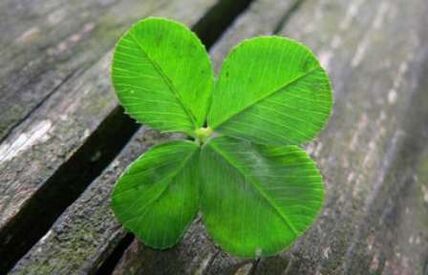 The four leaf clover is one of the most valuable lucky charms found by accident